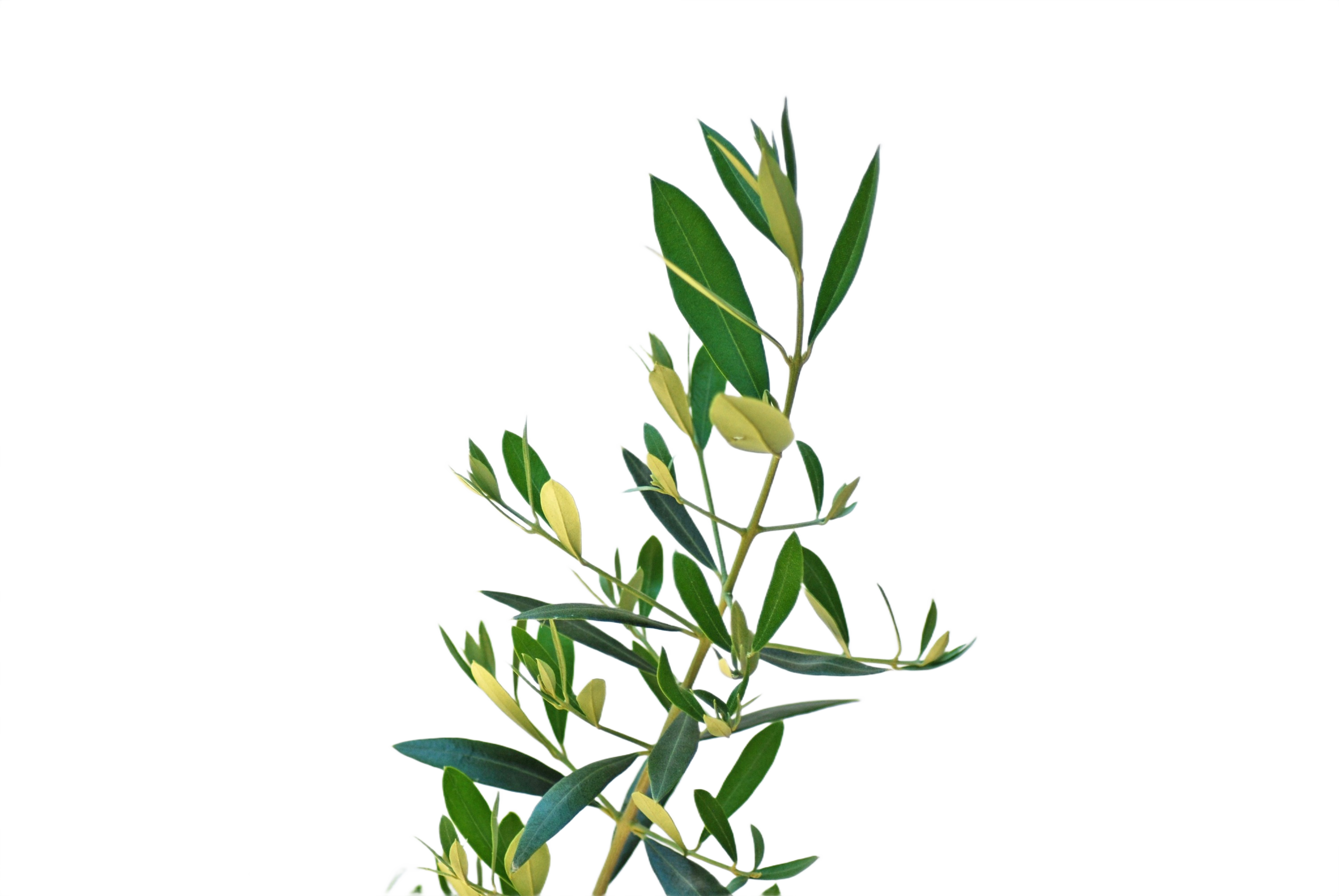 Olive Branch